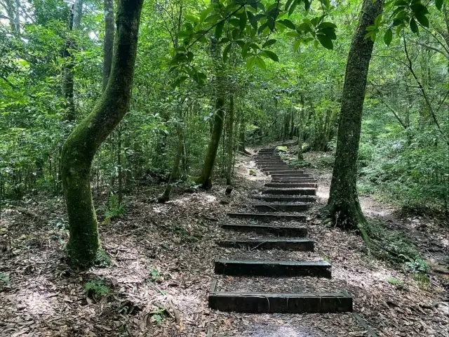 東眼山森林浴健行