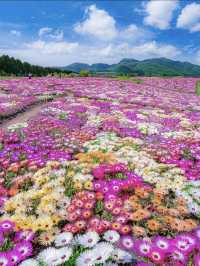 美到犯規的大山深處的花海！！🌺くじゅう花公園