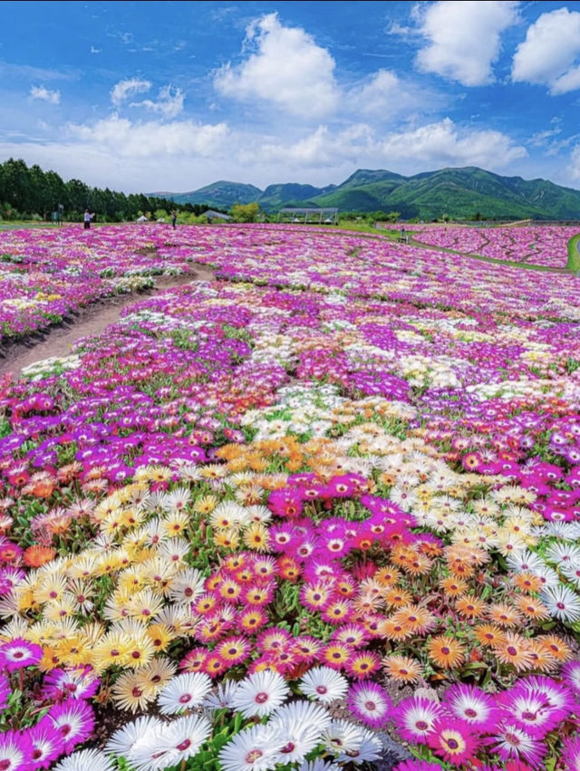 美到犯規的大山深處的花海！！🌺くじゅう花公園