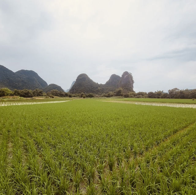 🌾 Yangshuo's Paddy Fields: A Guide to China's Most Scenic Rice Terraces 🌾 Yangshuo's Paddy Fields: A Guide to China's Most Scenic Rice Terraces