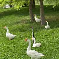 🌿 Yintan Wetland Park — Nature’s Calm by the Sea