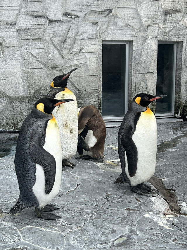 北海道 旭山動物園