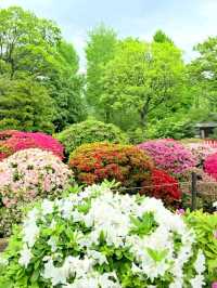 A Burst of Color at Nezu Shrine Azalea Garden