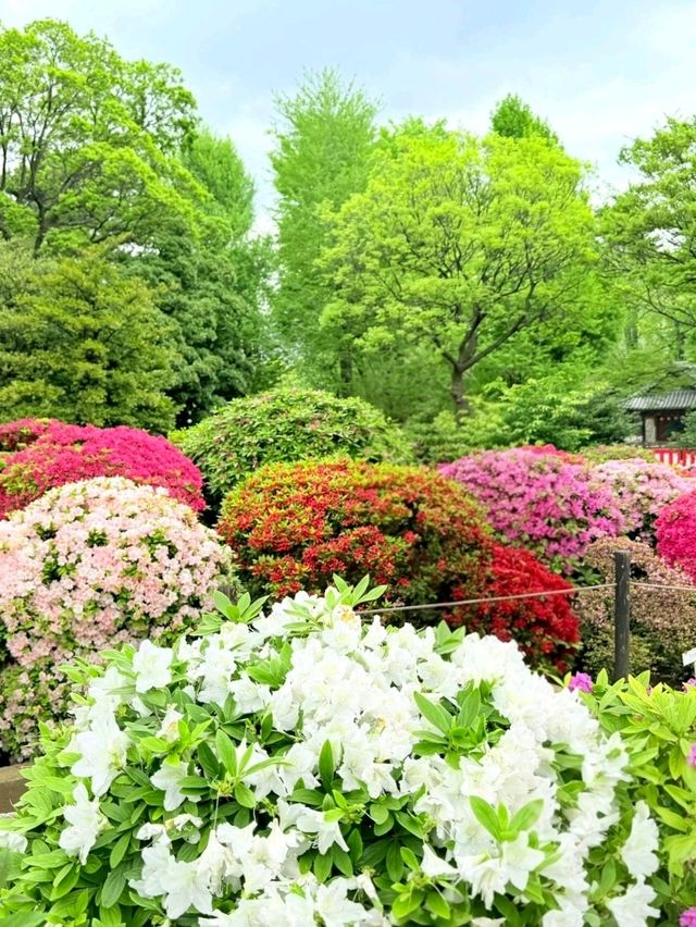 A Burst of Color at Nezu Shrine Azalea Garden