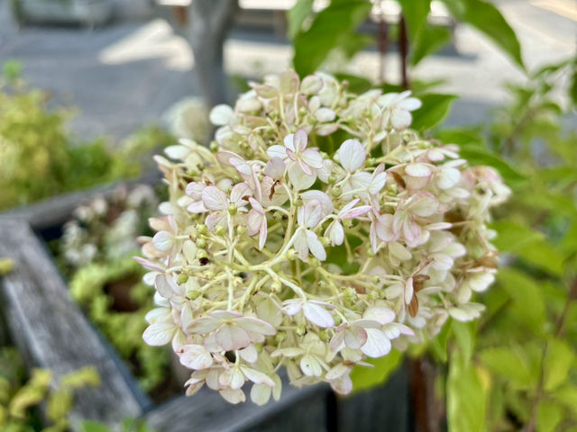 鳥取花迴廊・グレイスガーデン的繡球花之美