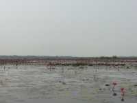 🌸 Travel Blog: Red Lotus Sea (Talay Bua Daeng), Udon Thani 🌸