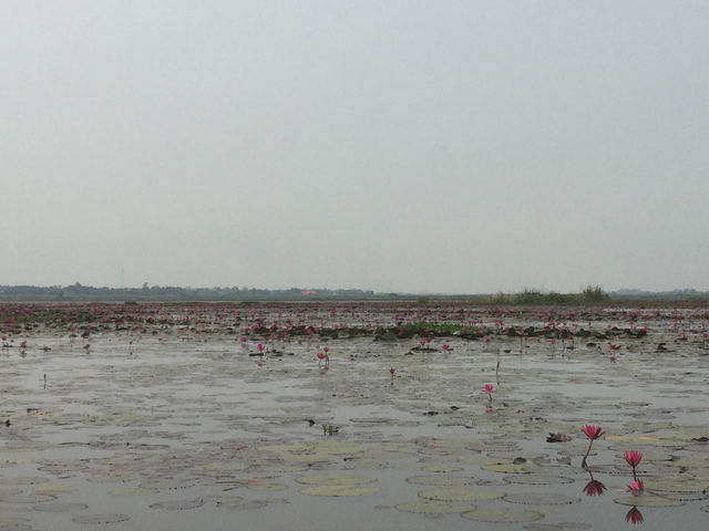 🌸 Travel Blog: Red Lotus Sea (Talay Bua Daeng), Udon Thani 🌸