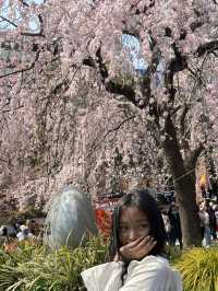 🇯🇵 โตเกียวแบบฮาๆ ของคนที่มาก่อนซากุระบานเต็มต้น