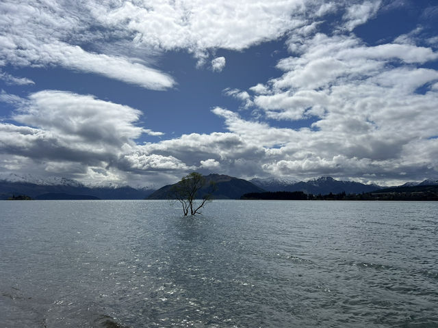 紐西蘭旅遊有景點—  《孤獨卻浪漫的身影：That Wānaka Tree》 🌳💧 