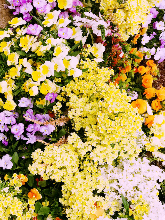 🌸桜満開の横浜で春色の山下公園、マリンタワー、人形の家散歩🌸✨ 🌸桜満開の横浜で春色の山下公園、マリンタワー、人形の家散歩🌸✨