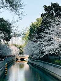 Mùa xuân ở Nam Kinh