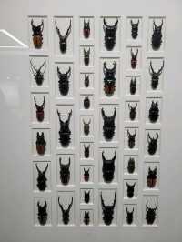 Nature exhibit at Beijing 798 Art District