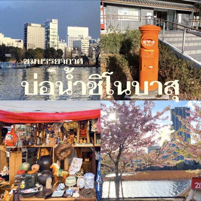 เดินเล่นพาชมบรรยากาศบ่อน้ำชิโนบาสุ 🪷 เดินเล่นพาชมบรรยากาศบ่อน้ำชิโนบาสุ 🪷