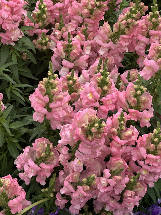 Shanghai Botanical Garden