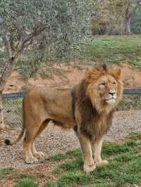 Werribee Open Range Zoo: Melbourne’s Mind-Blowing Safari Adventure 🦒🚍
