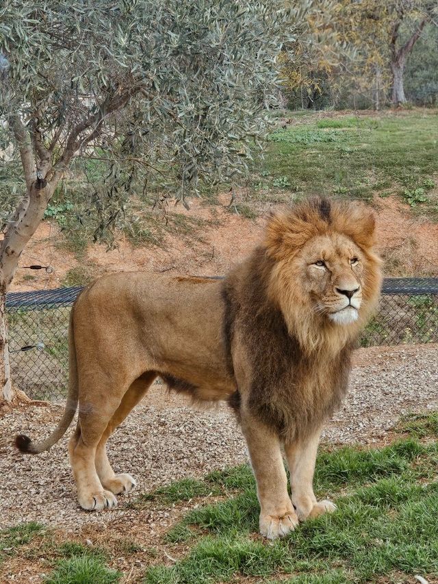 Werribee Open Range Zoo: Melbourne’s Mind-Blowing Safari Adventure 🦒🚍