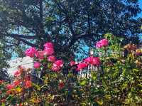 🌳 Relax in Princes Street Gardens 🌺