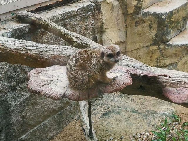 秋季最佳賞鳥推薦｜香港動植物公園