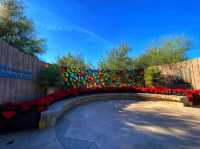 🌵 “Desert Botanical Garden – Where the Desert Blooms with Life!”