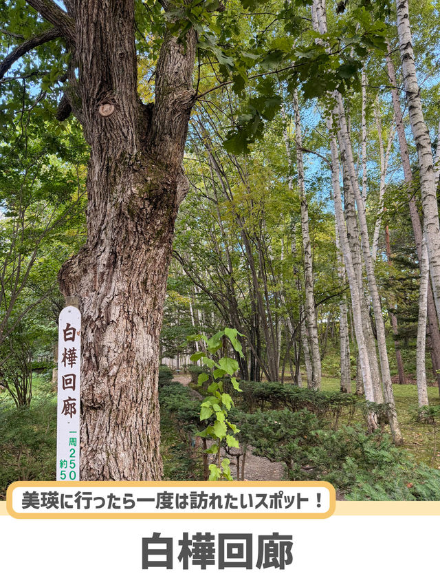 【北海道】美瑛で出会う白と緑の幻想回廊🌳✨