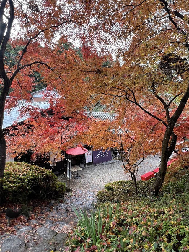 🌸🏯 Whispering Walls of Akizuki Castle Ruins 🍂🌿