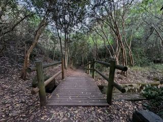 Explore the Lush Forests of Gran Canaria, Spain