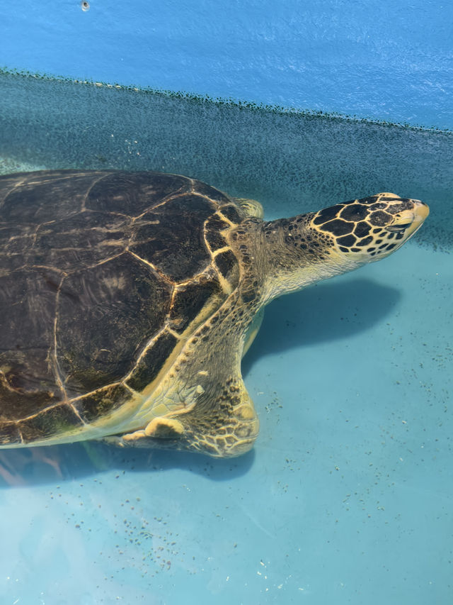 親子必去水族館人氣景點 親子必去水族館人氣景點