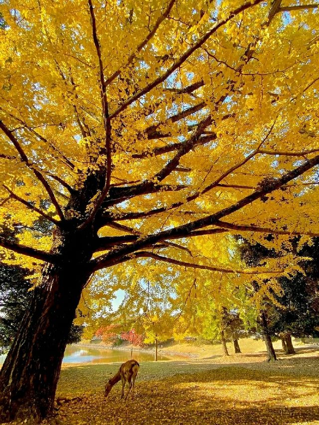 Nara – Where Autumn Whispers Through Ancient Temples and Deer Parks 🇯🇵🦌 Nara – Where Autumn Whispers Through Ancient Temples and Deer Parks 🇯🇵🦌