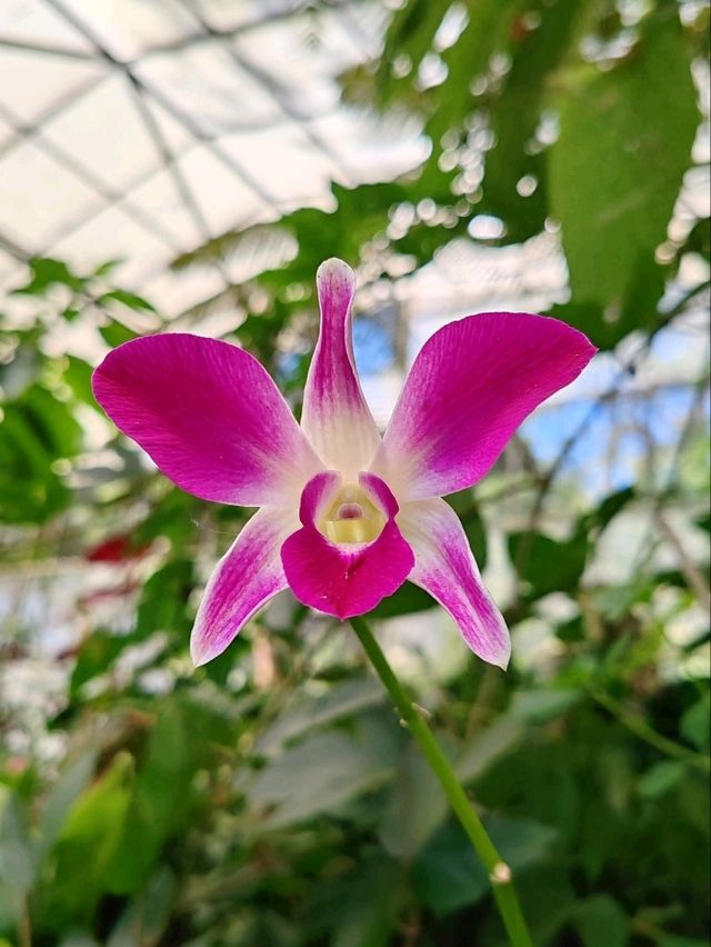 A Myriad of Orchids A Myriad of Orchids