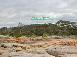 Ocean Wonders Here🌊 Bicheno Blowhole — Where Ocean Power Comes to Life