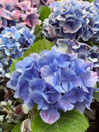 一起來野餐嗎?台北人口中的安森就是這裡!