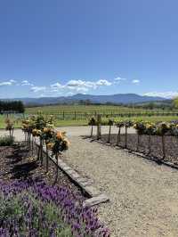 薰衣草與葡萄酒的浪漫邂逅