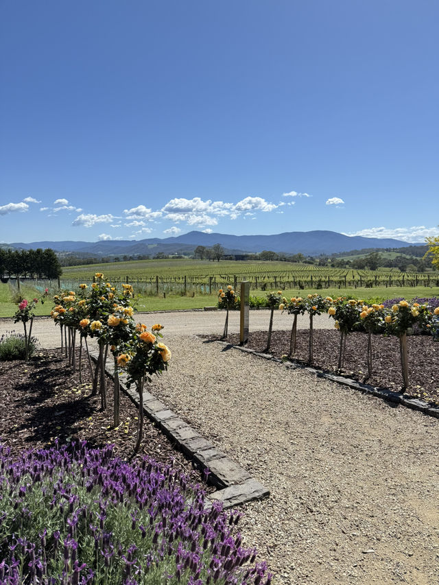 薰衣草與葡萄酒的浪漫邂逅 薰衣草與葡萄酒的浪漫邂逅