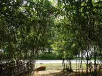 Steps Through Serenity: Putrajaya’s Bamboo-Lined Stairs