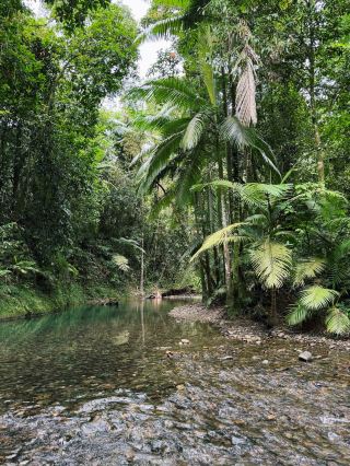 ป่าฝนเดนทรี