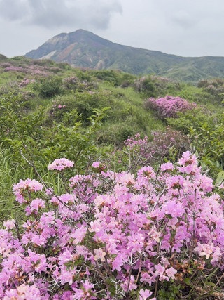 Mount Aso's Seasonal Azaleas.