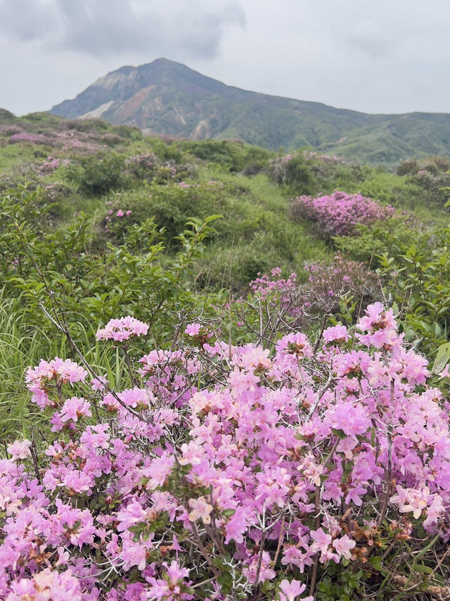 阿蘇火山 季節限定杜鵑花 阿蘇火山 季節限定杜鵑花