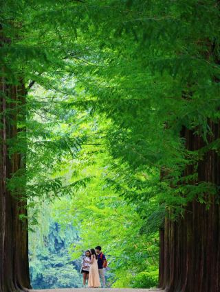 🌳🇰🇷 Is Nami Island Overrated? And Is It Worth Visiting in Summer?