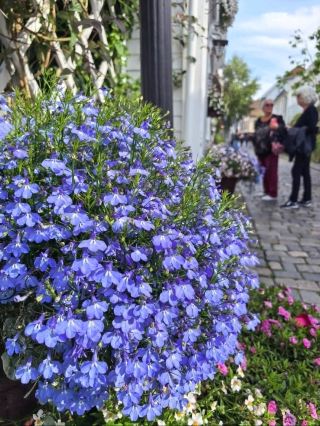 🌸 Flowers Along the Journey | Stavanger Old Town, Norway