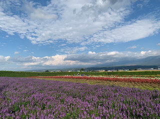 [北海道/富良野]北海道的經典景點！富良野農場