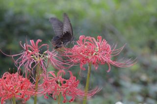 秋の訪れを感じる、昭和記念公園の彼岸花🌺🍃