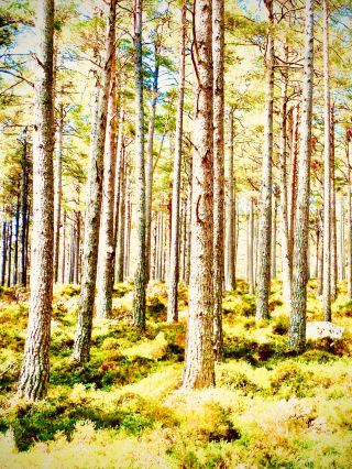 Canada Ontario Temagami Caribou Mountain Cliff Mossy Old-Growth Forest