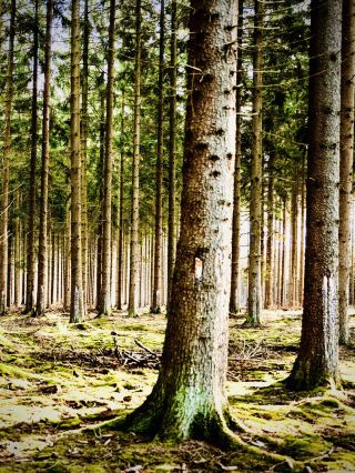 Burabay Lake and the Cliff Birch Forest: Kokshetau's "Kazakh Switzerland"easytravelpost #Burabay #K
