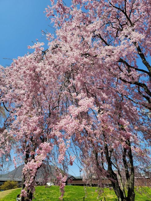 淡いピンクの枝垂桜が彩る、軽井沢の風景。 | Trip.com 軽井沢
