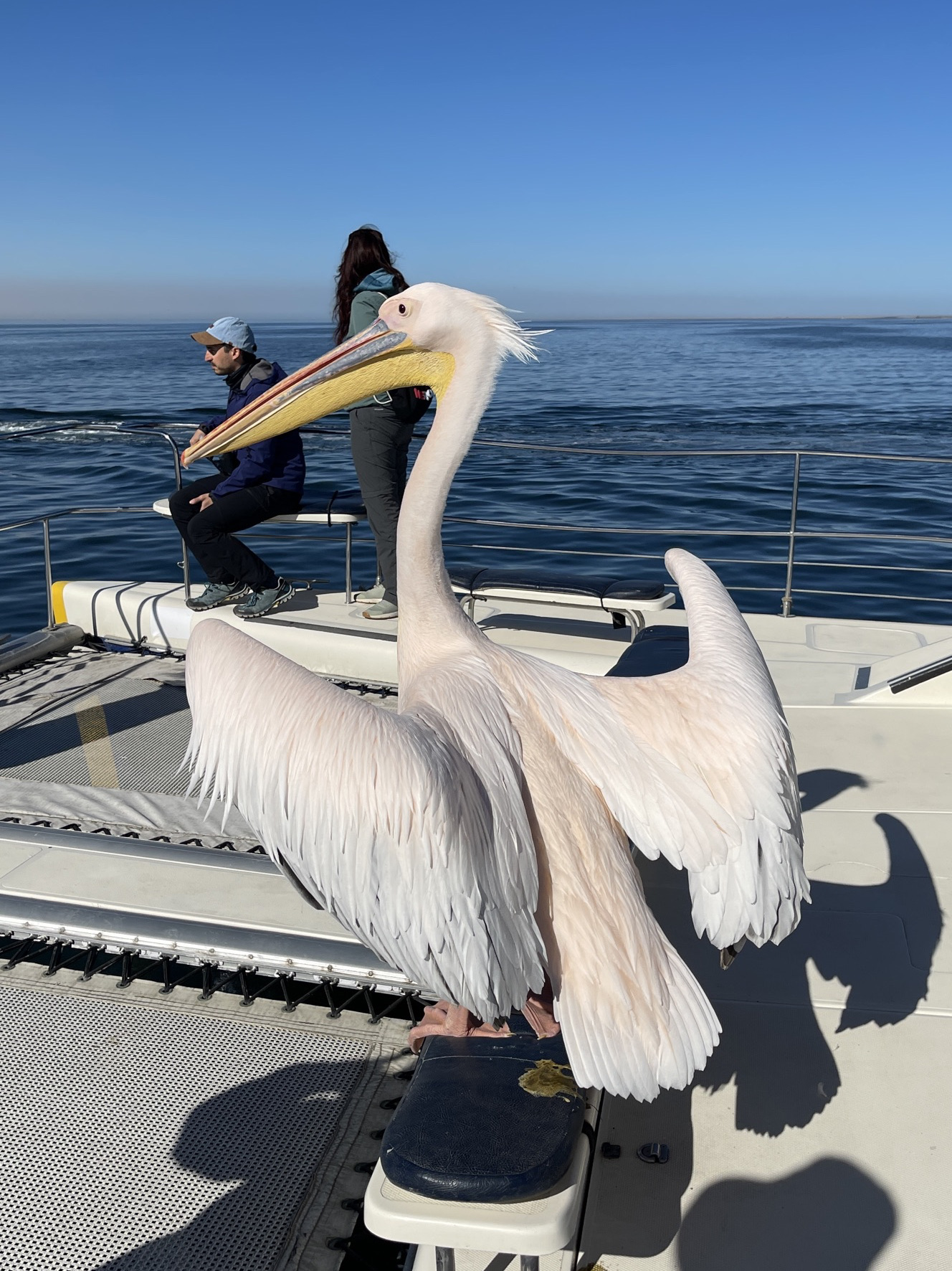 Walvis Bay 🇳🇦 | A Scenic Nature Cruise in the Heart of the Ocean