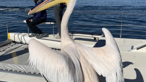 Walvis Bay | 海上自然生態遊船
— traveler post in 埃龍戈區