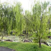 Morning walk in Bishan/Ang Mo Kio Park