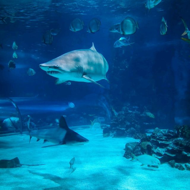 Dubai Aquarium: An Underwater Adventure