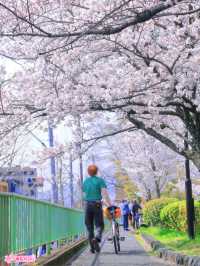 🌸哲學之道：京都山麓的春日漫步🌸