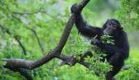 KIBALE FOREST TOURS 